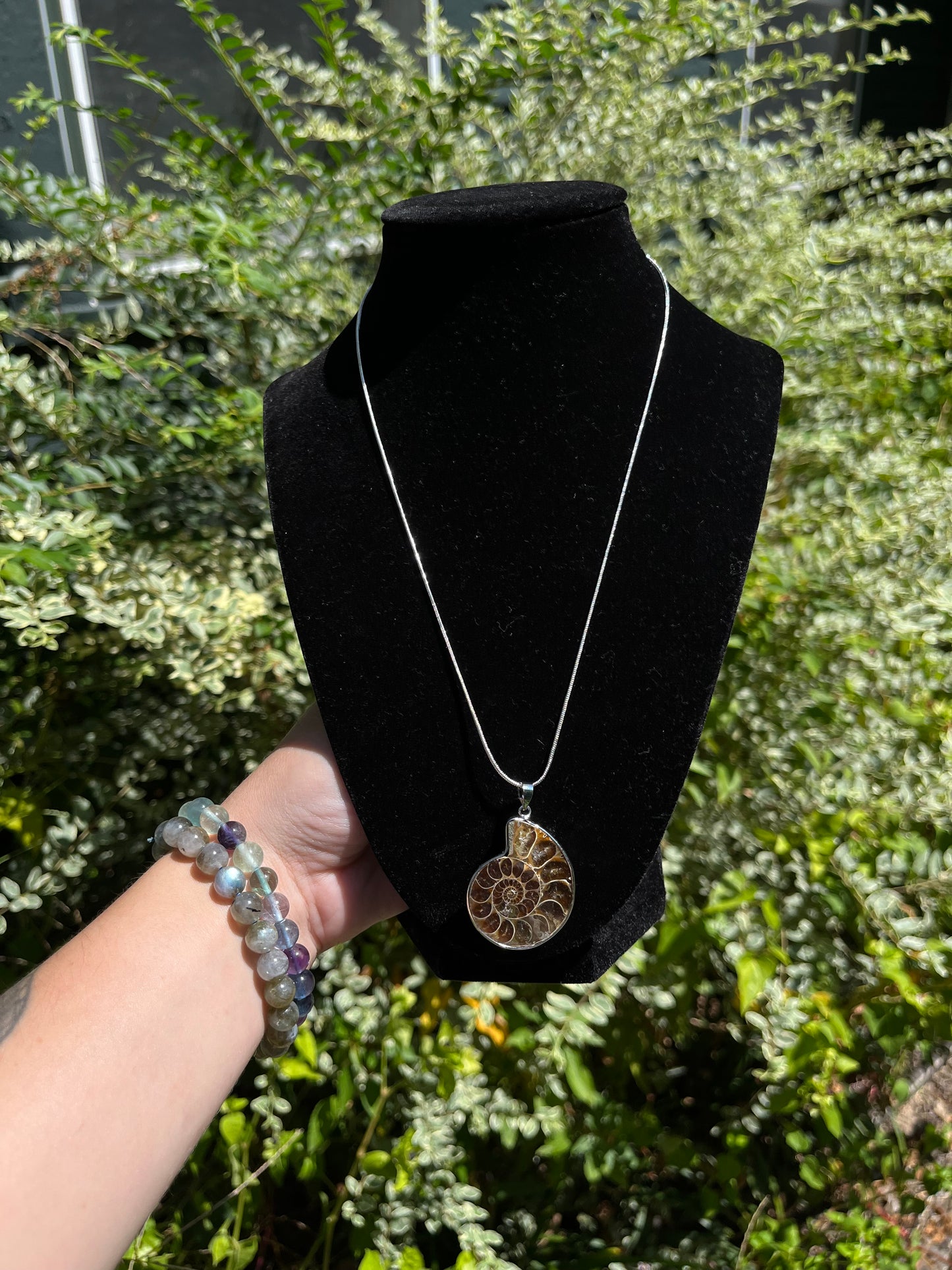 Ammonite Necklaces