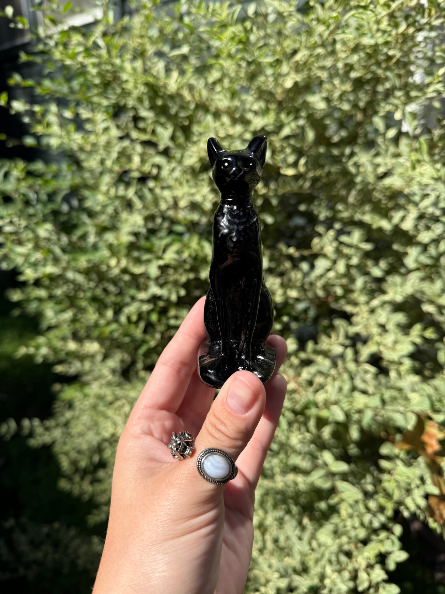 Obsidian Sphynx Cat