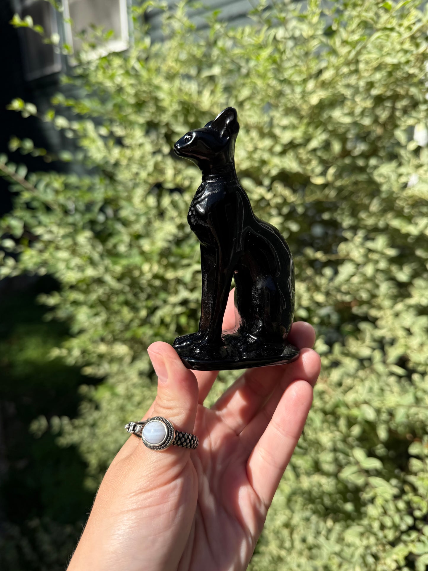 Obsidian Sphynx Cat